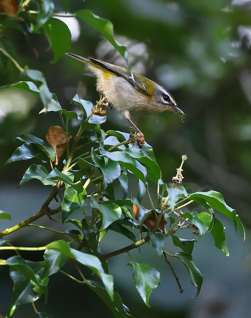 Firecrest